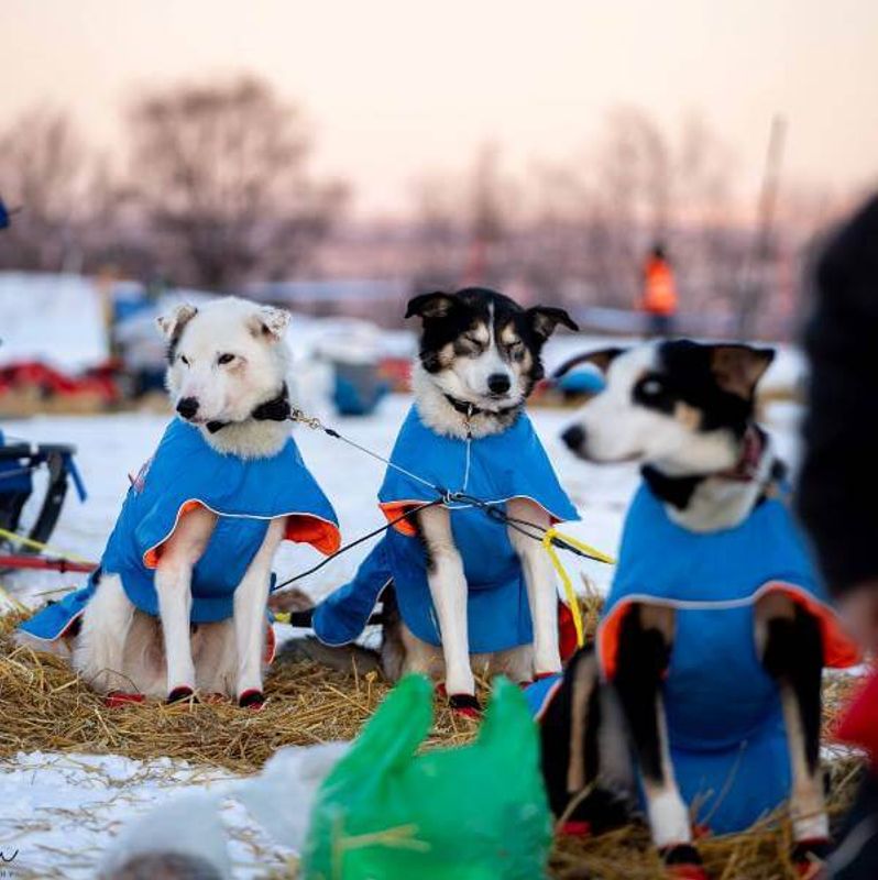 Canelana Racing - dog coat wool lining for sleddogs