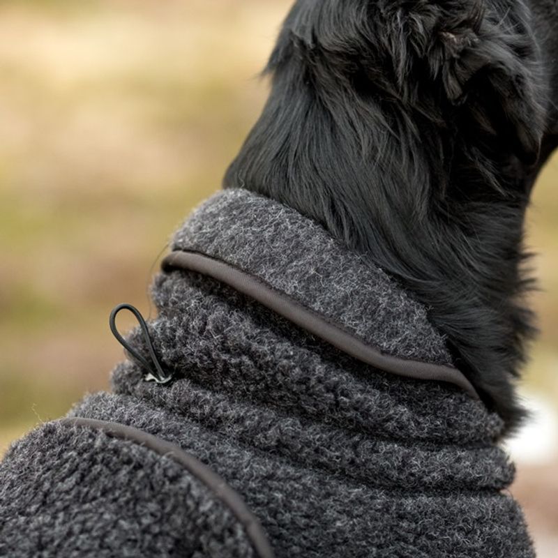 Ambassadør ulldekken hund