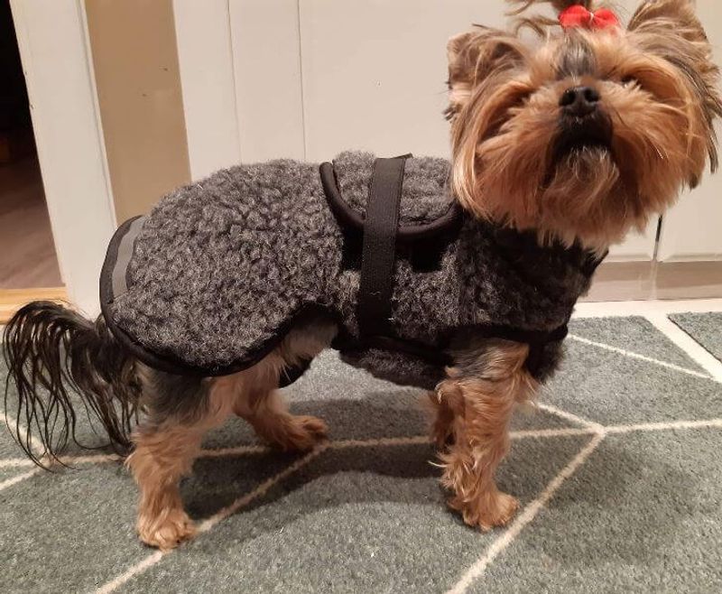 Ambassadør ulldekken hund