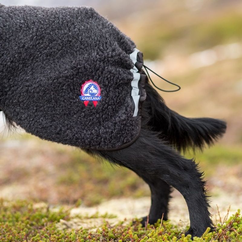 Ambassadør ulldekken hund