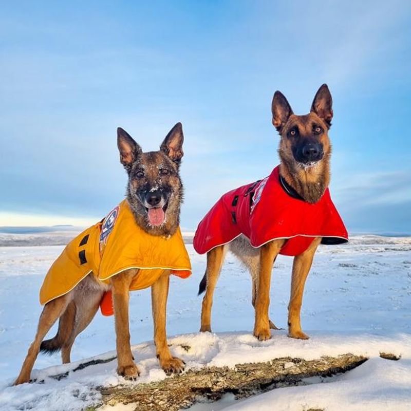 Sporting - activity coat dog with 100% wool lining