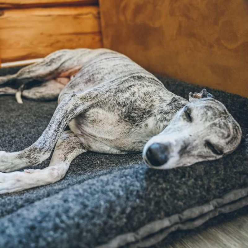 Canelana hundeseng i 100% ull med opphøyde kanter