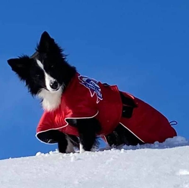 Sporting - activity coat dog with 100% wool lining