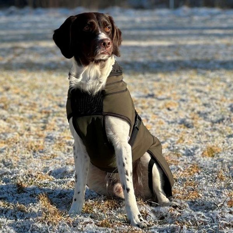 Thermo green - thick 100% wool dog coat with softshell 