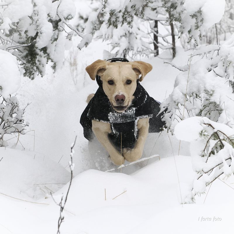 Thermo black - thick 100% wool dog coat with softshell 