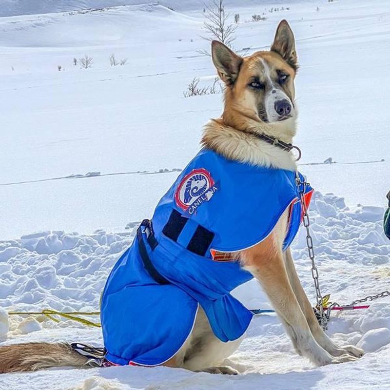 Canelana Racing - dog coat wool lining for sleddogs