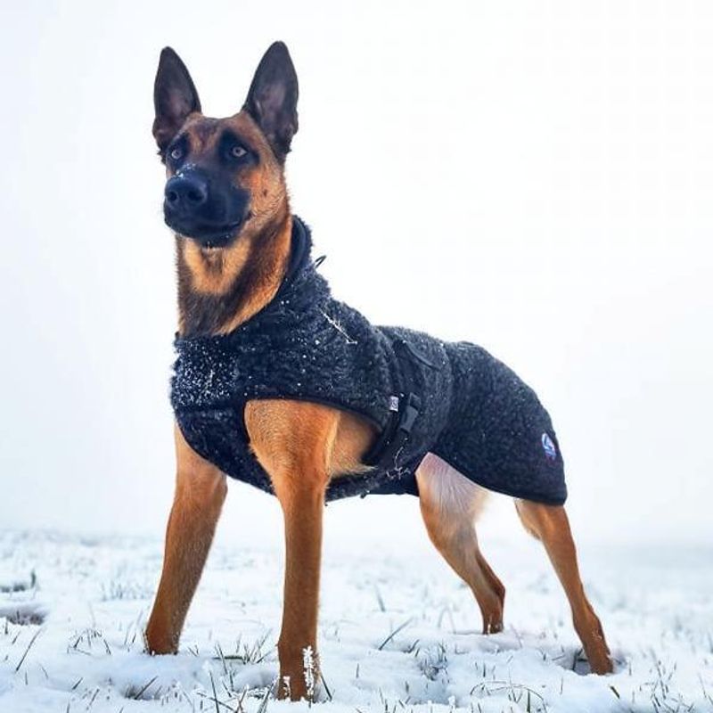 Ambassadør ulldekken hund