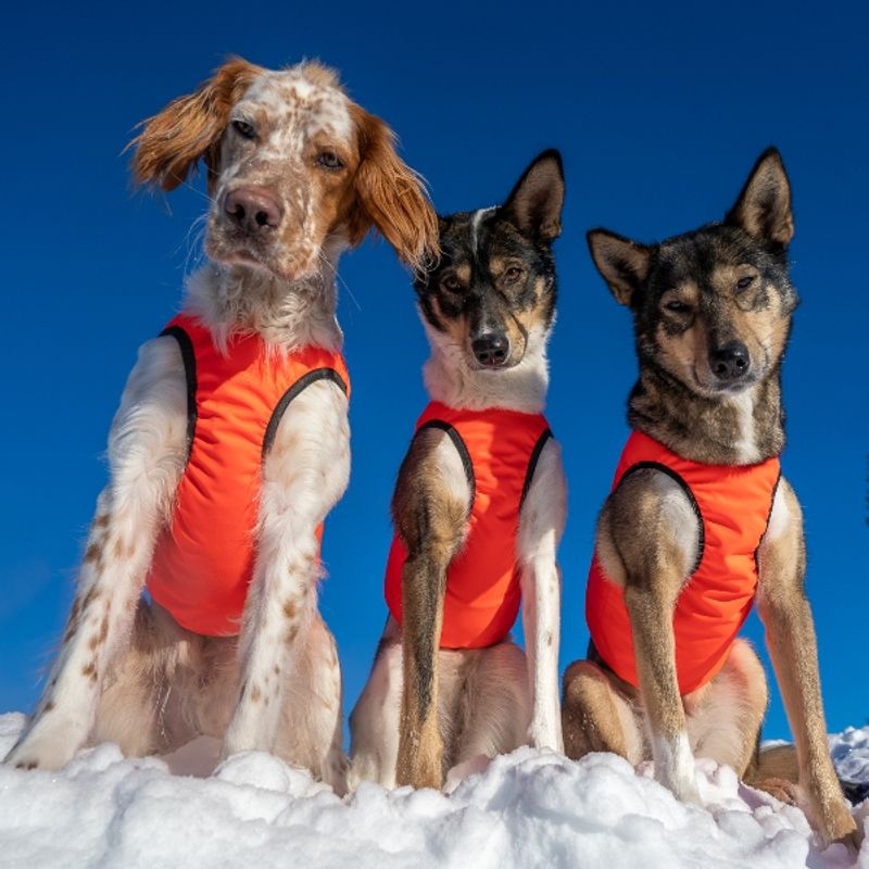 Signal- Protection vest dog with 100% wool lining dog